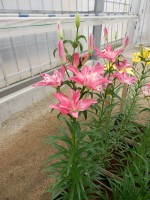 [5006 Candy Blossom No02.JPG]